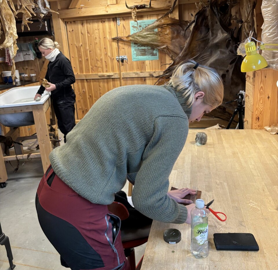 Siris verkstad er tilpassa arbeidet med lokale skinn, og på dag 2 fekk studentane ei innføring i materialet og ulike måtar å bearbeide skinn på. To unge damer som jobber med skinn.