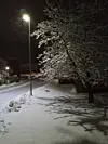 En vei, et tre og en lyktestolpe, med et tynt snølagt i mørket.