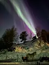 Nordlys over snødekt ås med hester i innhegning i mørket.