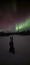 Hund sitter i snøen og ser på nordlys over mørk skog
