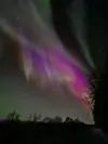 Nordlys i sterke farger som lyser opp nattehimmelen over mørke trær.