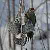En fugl spiser fra hengende meiseboller i snødekt natur.