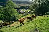 Kyr som beiter i bratt grønn skråning over en gård i dalen