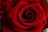 Nærbilde av en rød rose med spiralformede kronblader.