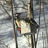 Fugler spiser fra en opphengt fuglemater i en snødekt skog