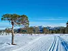 Preparert skiløype gjennom snødekt fjellterreng med furutrær og blå himmel.