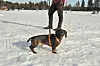 Dachshund i sele står i snøen på en frossen innsjø med eierens ben bak.