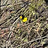 Gule vårblomster som vokser blant tørre strå på skogbunnen.