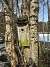 Gammel fuglekasse med grønske på bjørketre i skog med rester av snø.