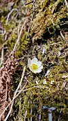 Hvit vårblomst blant mose og tørre strå med teksten vår