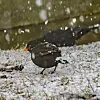 Mørk småfugl på snødekt gress mens snøfnugg faller rundt.