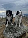To hunder sitter på en stor stein med fjell og snø i bakgrunnen