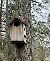 Slitt fuglekasse i tre montert på en furustamme i skogen