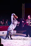 Hest på bakbeina i sirkusmanesje foran publikum og artist