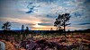 Solnedgang over åpent landskap med furutrær og lyng i forgrunnen.