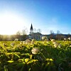 Hvitveis i sollys foran en kirke med tårn på en klar vårdag