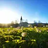 Hvitveis i sollys foran en kirke med tårn på en klar vårdag