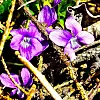Lilla fioler som blomstrer blant tørre greiner og blader.