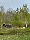 Sau beiter ved gammel tømmerhytte i grønn skogkant