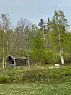 Sau beiter ved gammel tømmerhytte i grønn skogkant