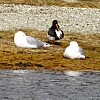 Tre sjøfugler sitter og hviler på en steinete strand med tang ved vannkanten.