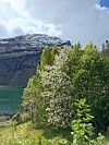 Grønne trær og blomstrende busker ved en innsjø med snødekt fjell bak.