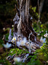 Hvite blomster og grønne planter ved en gammel trestamme i skogen.