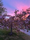 Blomstrende tre foran en rosa og lilla himmel ved solnedgang.