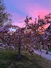 Blomstrende tre foran en rosa og lilla himmel ved solnedgang.