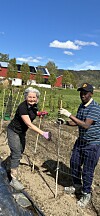 To personer står i en kjøkkenhage og arbeider med stolper og redskaper foran røde bygninger.