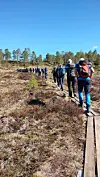 Turgåere i rekke på en smal plankesti gjennom myrlandskap under blå himmel.