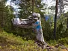 Værbitt, forvridd trestamme i skog med grønn vegetasjon og fjell i bakgrunnen.