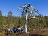 Turgåere samlet ved en død trestamme i skogen på en solrik dag.
