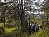 Flere turgåere går på en smal sti gjennom skog med høye trær og grønn vegetasjon.
