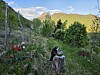 Fjellandskap med blomstereng, trær, en katt og en krukke på en trestubbe.