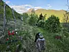 Fjellandskap med blomstereng, trær, en katt og en liten figur på en trestubbe.