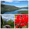 Collage med fjordlandskap, skogkledd sti og røde blomster i nærbilde.