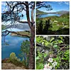 Kollasj med fjord, grønne åser og nærbilde av blomstrende grener og løvverk.