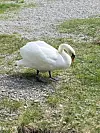 En hvit svane står på grus og gress ute.