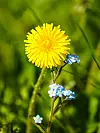 Nærbilde av en gul løvetann med små blå blomster mot grønn bakgrunn.