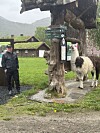 Lama ved et turstiskilt på en gresslette med fjell og en person i bakgrunnen.