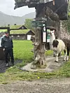 Lama ved et turstiskilt på en gresslette med fjell og en person i bakgrunnen.
