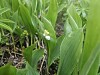 Grønne liljekonvallblader og små hvite blomster i tett vegetasjon på skogbunnen.