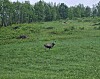 En elg står på en grønn eng ved skogkanten.