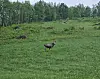 En elg står på en grønn eng ved skogkanten.