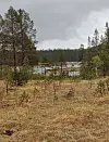 Myrområde med trær, vann og grå, overskyet himmel.