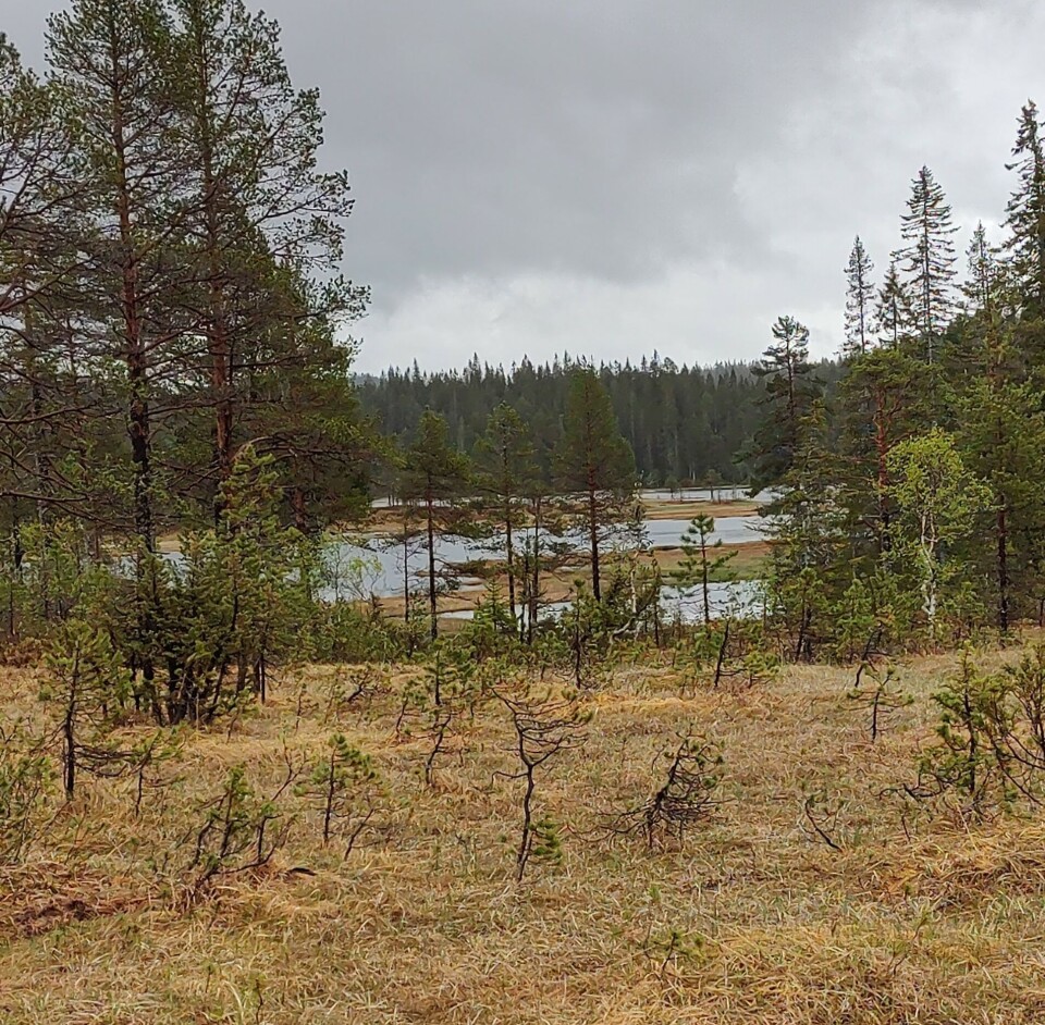 Tirsdagstur til Haraldhøtta