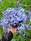 En hånd holder en tett bukett med små blå og lilla blomster i forgrunnen.