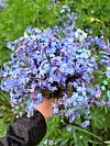 En hånd holder en tett bukett med små blå og lilla blomster i forgrunnen.