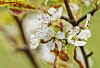 Nærbilde av hvite blomster og rosa knopper på en grein med uskarp grønn bakgrunn.